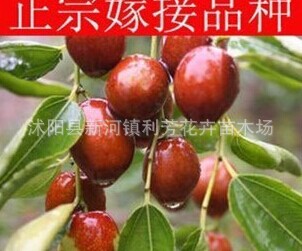 品种枣树苗活苗沾化冬枣盆栽地栽嫁接果树苗南北方种植当年结果