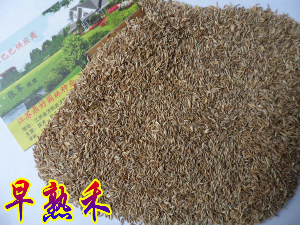 北方籽_果树杏树_杏种杏核_北方早熟大_山杏