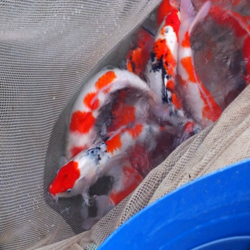 На продажу 25~30 см 0.5kg спецификации предоставляют технику разведения декоративных рыб и кои, подходящие для покупки оптовых товаров аквариумными торговцами.