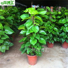 ����ֱ�N���l�ҾӴ������҃��k����ֲ�����U�������ԾGֲ���~���m