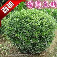 海桐 海桐球 海桐小苗 海桐毛球  园林绿化工程苗批发  量大从优