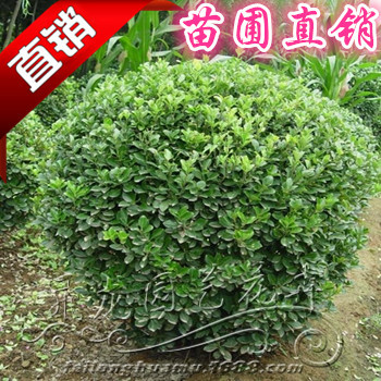 海桐 海桐球 海桐小苗 海桐毛球  园林绿化工程苗批发  量大从优