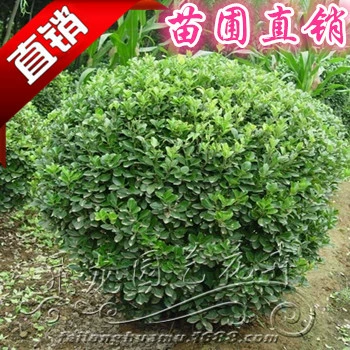 Haitong мяч Haitong мелкие саженцы Шарик для волос Haitong Ландшафтный проект рассада оптом большие выгодно