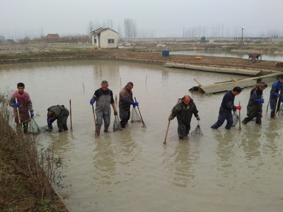 河南甲鱼苗_外塘甲鱼苗哪里有卖? 潢川县专业
