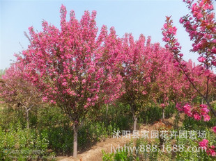 ֱ�N���������� �ߙn�^�p�G����ľϵ�� �F؛���� ����С�� Ҏ��ȫ