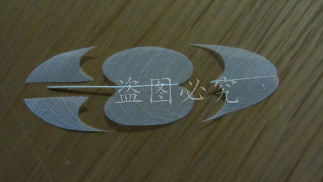 A006羽毛形叶脉 (13)