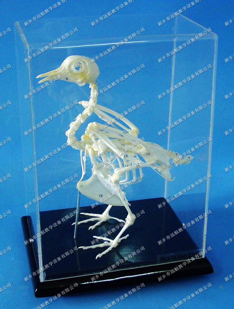 Gd08000076鴿子骨骼標本_副本