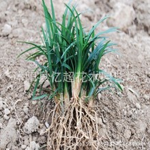 批发庭院绿植玉龙草 日本矮麦冬草坪苗不含泥）地被植物金边麦冬