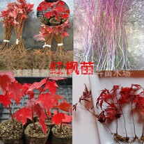 ����ֱ�N�t����  �G����ľ �����t�� �ձ�������� �����t��