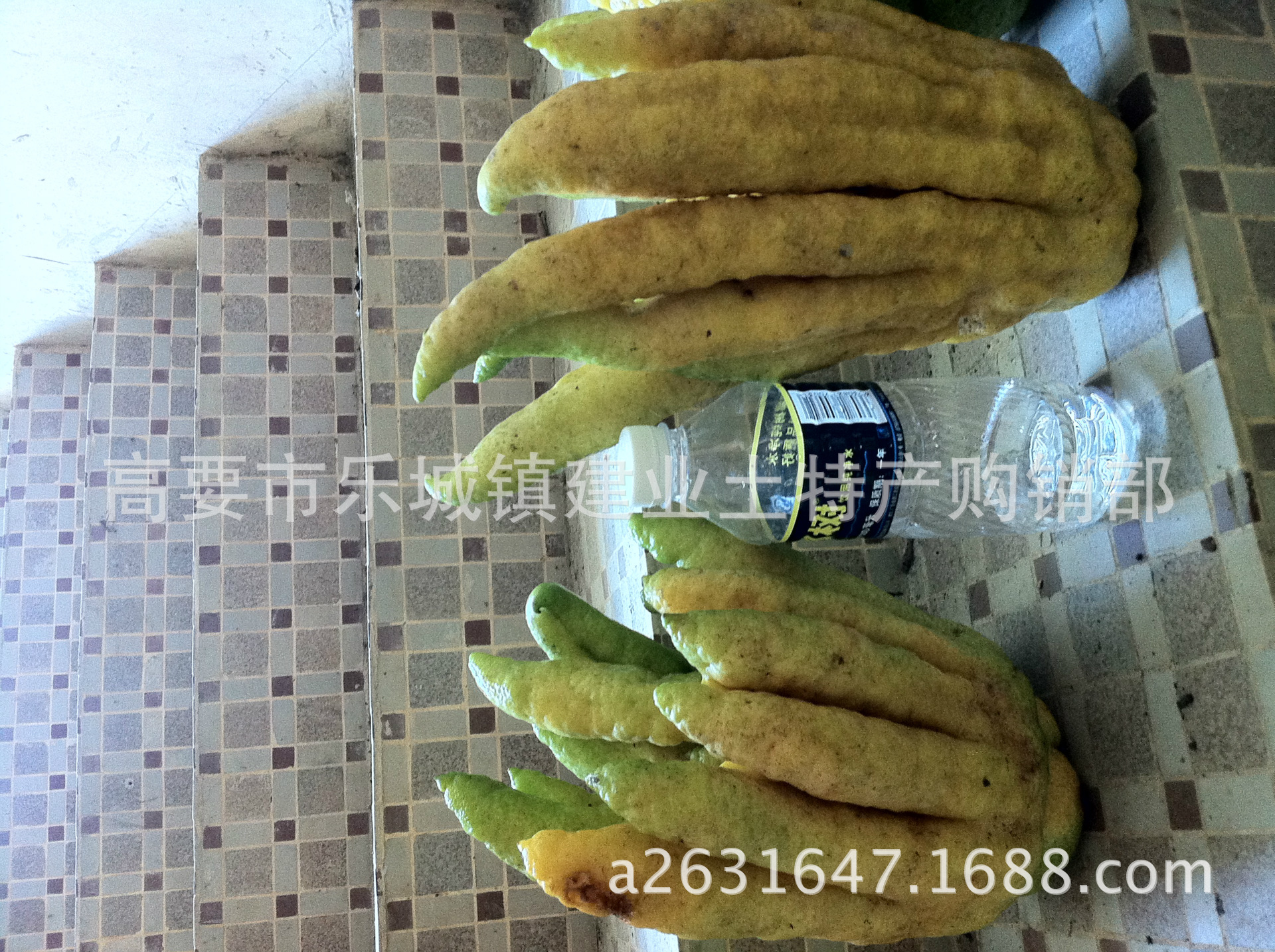 Authentic Bergamot seedling Other:Bergamot bag recycling,Some can be contacted: 18666770382 Wusheng