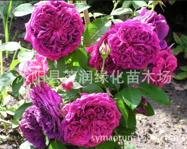 Роуз Уильям Шекспир 2000 Собственный питомник Оу Юэ Введен разведения пояса питания чаша Упаковка