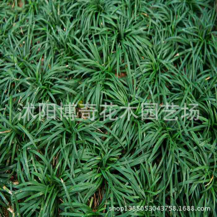 优质中药材_供应优质中药材葫芦籽 西瓜嫁接砧