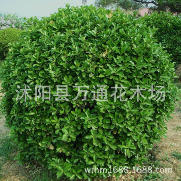 直销优质黄杨球 黄杨苗 绿化带苗 现货足 绿篱植物 色块苗 常色|ms