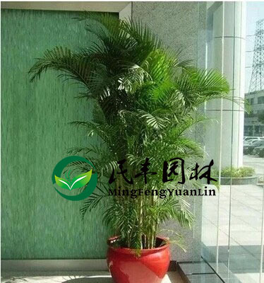 重庆绿植租摆，为城市空间注入新活力