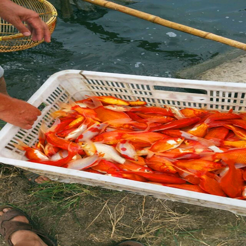 Премиум-кастом красный карась большого размера, красный травяной карп, травяная золотая рыбка, красно-белый карась, оптом по фунту, 16 юаней за фунт, гарантированно живой.