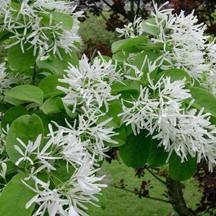 ��������ľ���������N��ľ �N�� ����ֱ�N ���|��Ϟ����