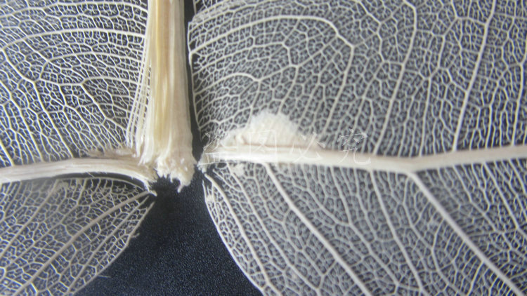 A001菩提叶脉 (19)