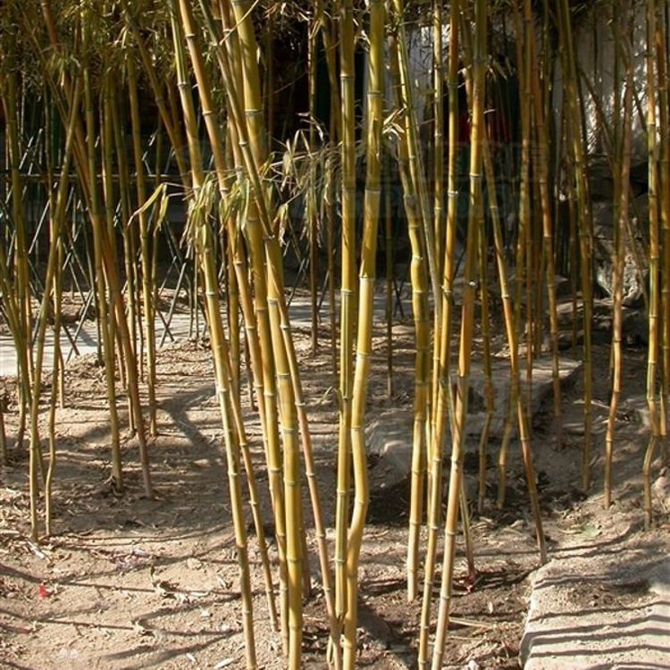 竹子基地 批发黄金竹 金香玉竹 品种齐全 价格优惠-阿里巴巴