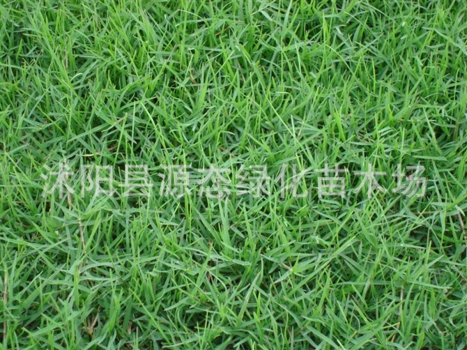 supply high quality Lawn Bermuda lawn- Dwarf Bermuda Lawn Turf Paradise Bermuda grass