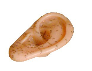 自然大 耳针灸模型