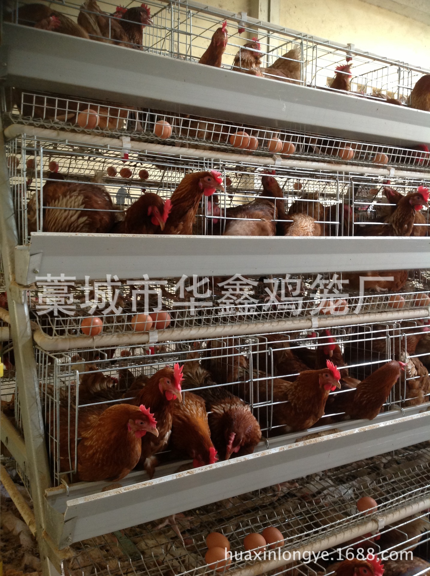 鸡笼厂 山西蛋鸡笼 运城鸡笼 5门蛋鸡笼横拉门鸡笼-阿里巴巴