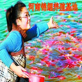 中国金鱼金鱼之乡养殖基地大量批发各类观赏鱼成鱼和鱼苗