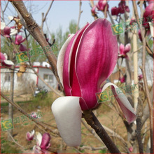 m m  ޽mС  ҎRȫ ă