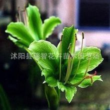 山东青州花卉_低价批发朱顶红种球 山东青州交