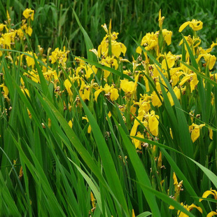 �^�pˮ��ֲ�� ���l�������|�S����С�� �������N��ľ �N�� �N��