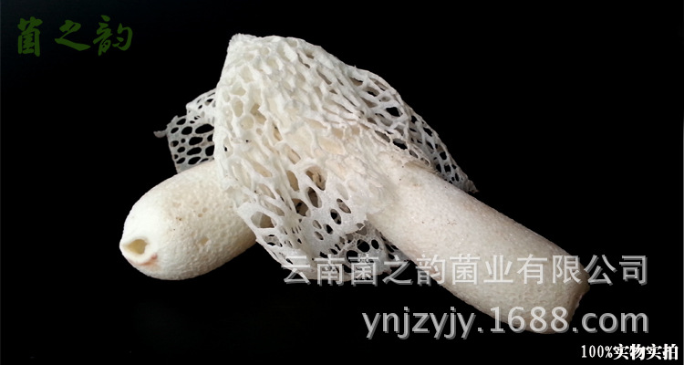 竹荪菌盖,竹荪菌,竹荪(第14页)_大山谷图库