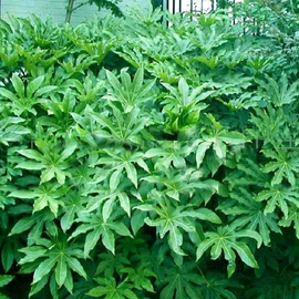 乔木;盆栽;灌木