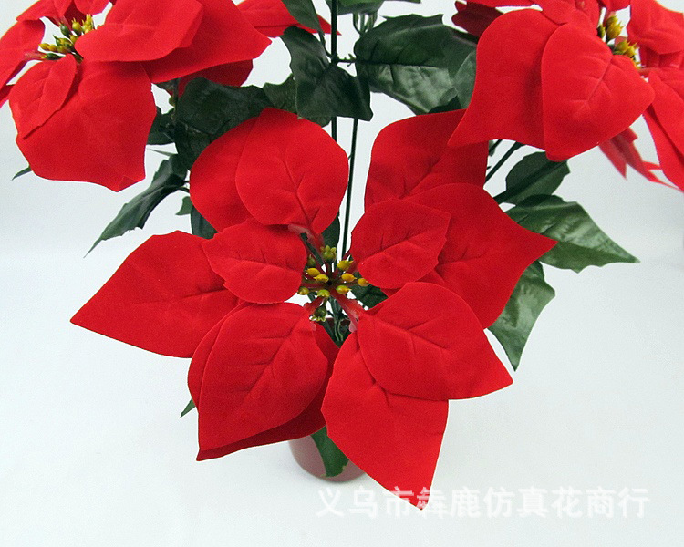 7头精品一品红02