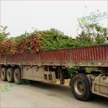 ذַQذء䁵ذأɰĿؿƈA،ֲ 30L