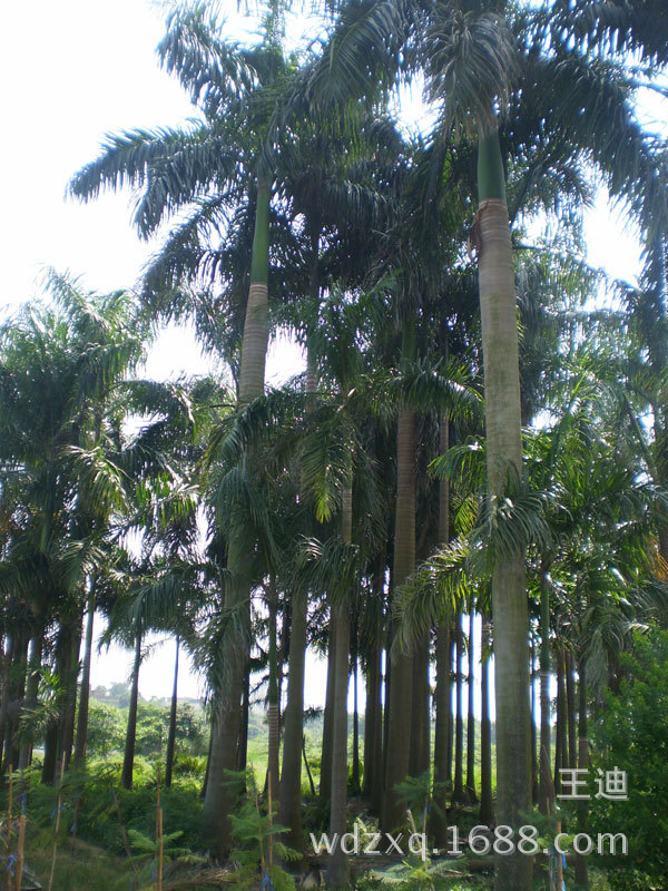 供应大王椰子 漳州大王椰价格 公园/小区别墅绿化树大型棕榈树