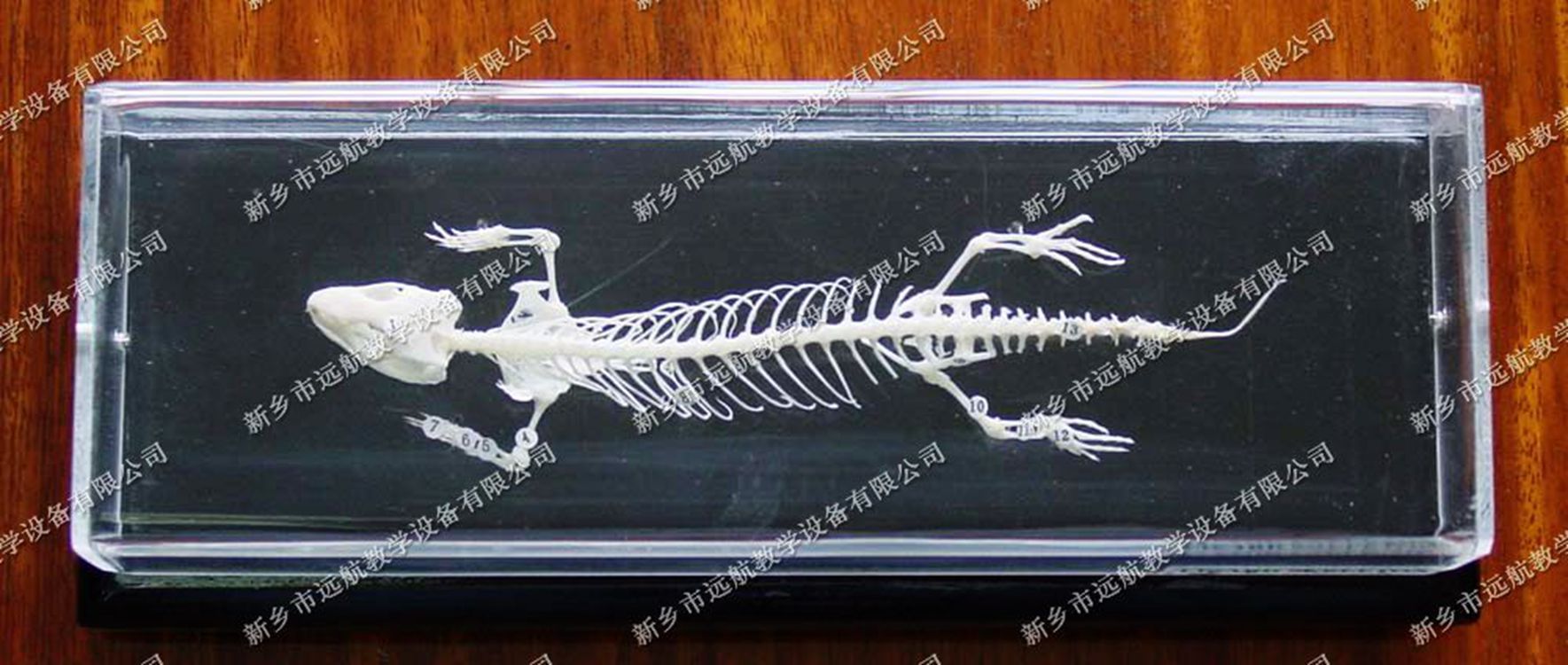 GD08000060蜥蜴骨骼标本_副本