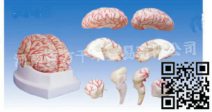 腦及腦動脈模型174個