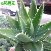 [Base Direct Sales] Aloe Vera, Night City, multi -meat, small pots, small pots, wholesale office desktop, placed small green plants