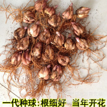 lٺϻN ѿˮٺϷN ̨҃׷NԻֲN