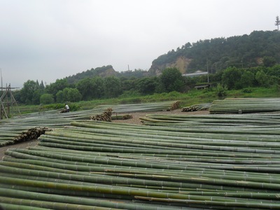 批发大毛竹 楠竹海里养殖 搭架用竹竿量大价优|ru