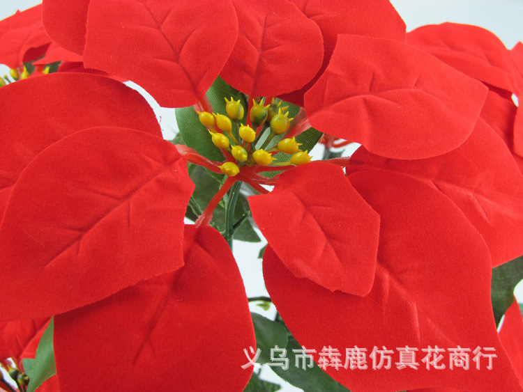 7头精品一品红06