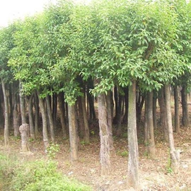 乔木;盆栽;灌木