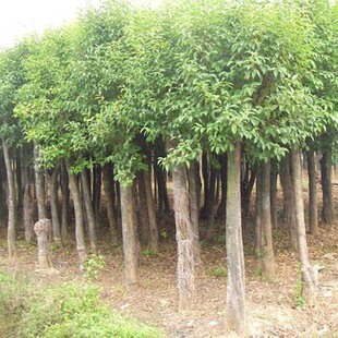 ���l�ܘ��� ���~��С�� ���̾G����ľ Ҏ���Rȫ ����ă�