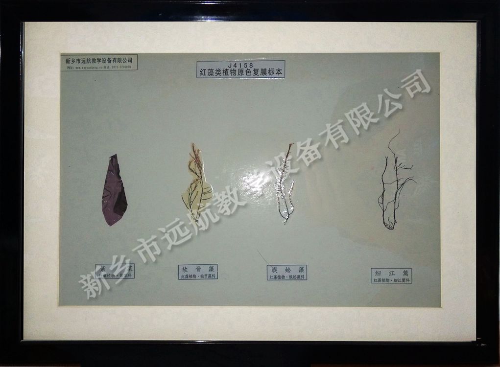 红藻类植物_副本