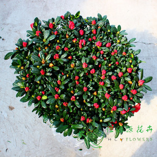 Supply of High-End Indoor Potted Florals, Azalea Seedlings, Potted Azaleas, with Florals and Buds, Western Azaleas