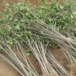 乔木;灌木;盆栽