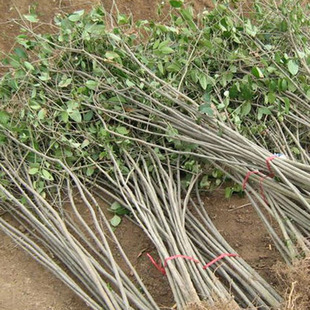 ֱ�N�ߗUؑ�� ���G��ľ ����܇��؛ �F؛���� �߸�ŮؑС��