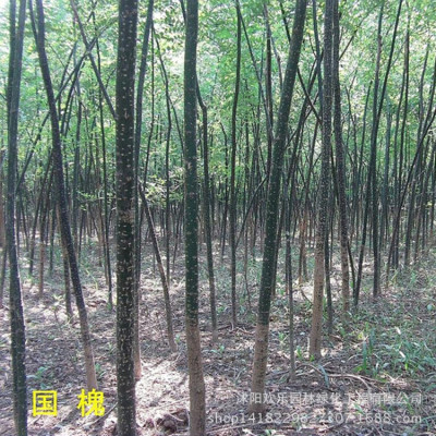 Green seedlings wholesale engineering flowers and plants Sapling Sophora japonica trees Fast-growing Sophora japonica seedlings Sophora japonica Big priority