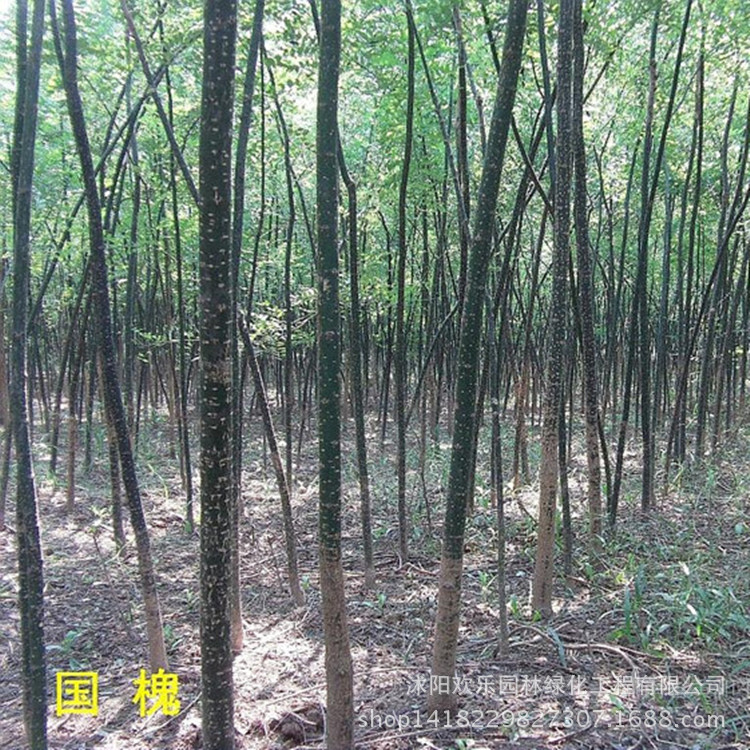 Green seedlings wholesale engineering flowers and plants Sapling Sophora japonica trees Fast-growing Sophora japonica seedlings Sophora japonica Big priority