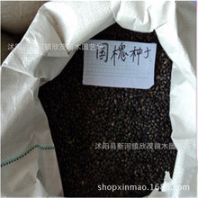 lN N ߰lѿʇNľN󃞻