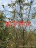 Pecan Sapling High efficiency agriculture Forestry (Mu Ten thousand yuan Efficient plant project